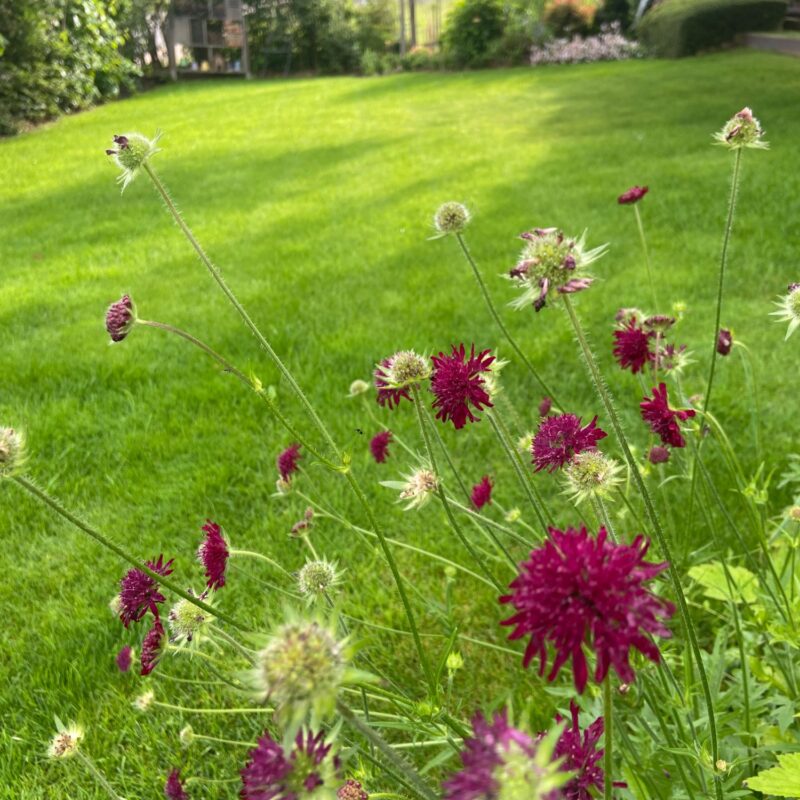Composition v&eacute;g&eacute;tale et cr&eacute;ation de jardins personnalis&eacute;s &agrave; proximit&eacute; de Colmar et Benfeld Ostwald