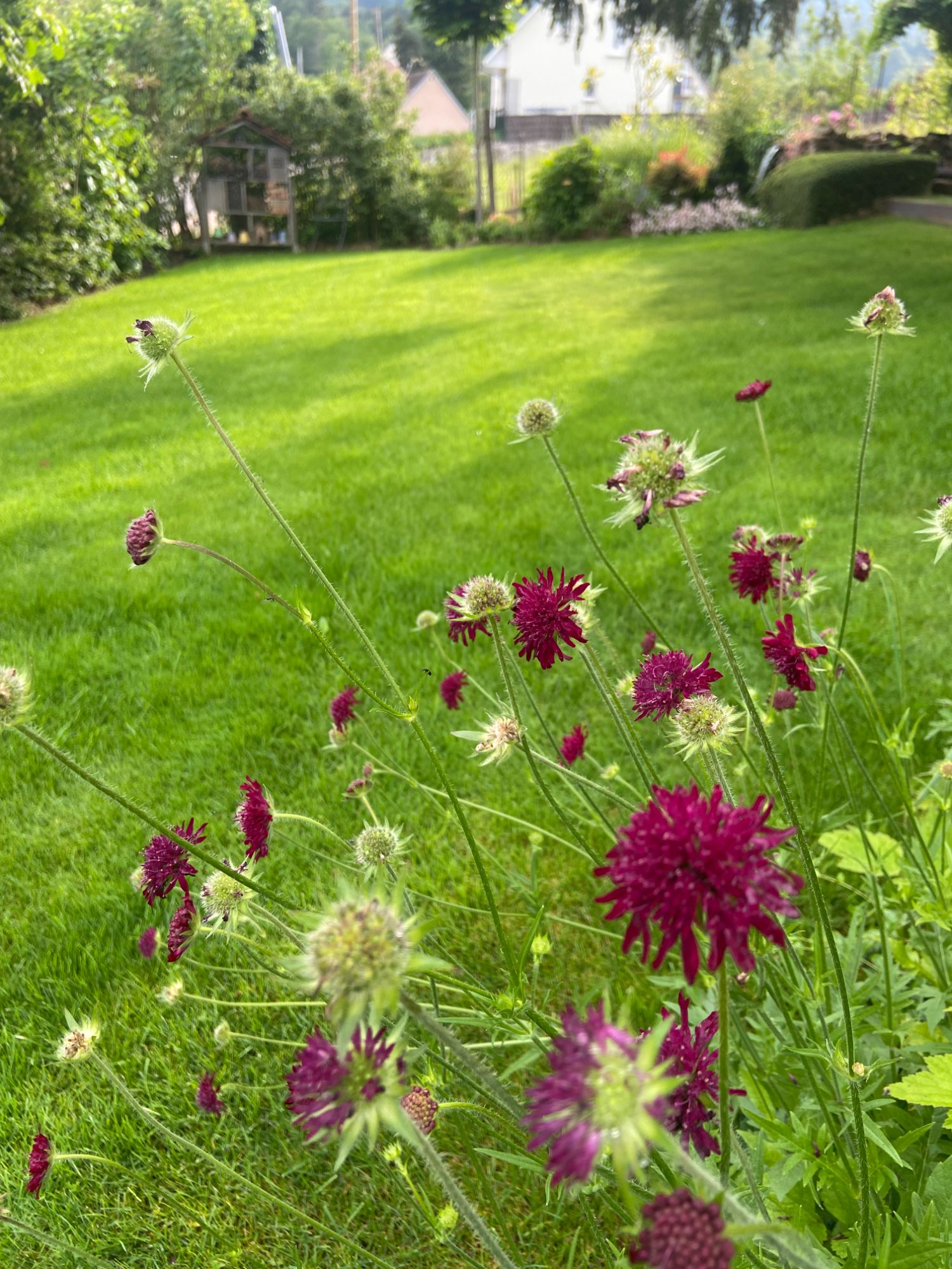 Composition v&eacute;g&eacute;tale et cr&eacute;ation de jardins personnalis&eacute;s &agrave; proximit&eacute; de Colmar et Benfeld Ostwald