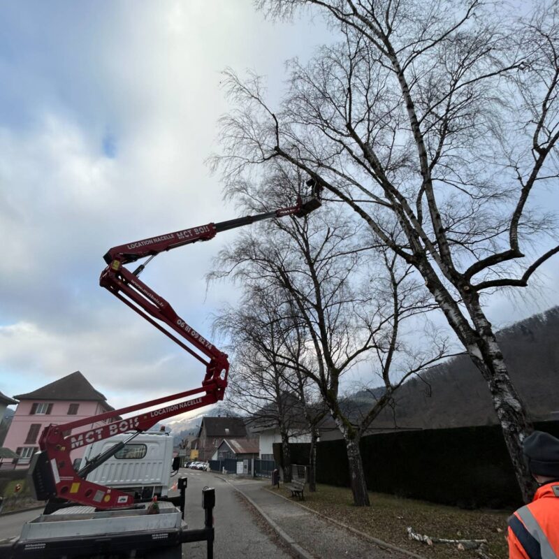 &Eacute;lagage, abattage et b&ucirc;cheronnage professionnel sur les secteurs de Benfeld et Colmar Lingolsheim
